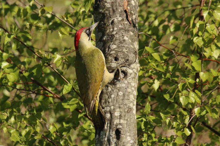 Vogelwandeling door gedenkpark